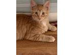 Adopt Nutmeg a Orange or Red Domestic Mediumhair (medium coat) cat in Cedar