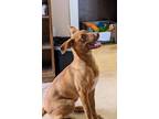 Adopt Louie a Brown/Chocolate Retriever (Unknown Type) / Mixed Breed (Medium) /