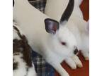 Adopt Daisy a American / Mixed rabbit in Philadelphia, PA (38845766)