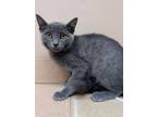 Adopt Vienna a Gray or Blue Domestic Shorthair / Domestic Shorthair / Mixed cat