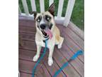 Adopt Bonnie a Tan/Yellow/Fawn Mixed Breed (Medium) / Mixed dog in Columbus