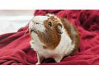 Adopt Whiskey a Black Guinea Pig / Mixed small animal in Nashua, NH (38845553)