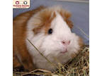 Adopt Marvin a Tan or Beige Guinea Pig / Mixed small animal in Nashua