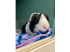 Adopt Oreo a Black Guinea Pig / Mixed small animal in Chesapeake, VA (38845229)