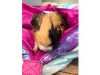 Adopt Snickers a Tan or Beige Guinea Pig / Mixed small animal in Chesapeake