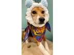 Adopt Apollo a Tricolor (Tan/Brown & Black & White) Beagle / Mixed dog in