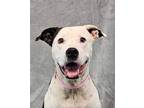 Adopt Karalynn a Brindle - with White American Pit Bull Terrier / Pit Bull