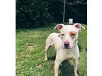 Adopt zarah a White - with Brown or Chocolate American Pit Bull Terrier / Mixed