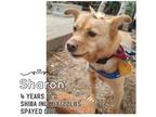 Adopt Sharon a Red/Golden/Orange/Chestnut Shiba Inu / Mixed dog in Encino