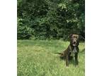 Adopt toad a Black - with White Australian Cattle Dog / Labrador Retriever /