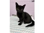 Adopt Mickey a All Black Domestic Shorthair / Domestic Shorthair / Mixed cat in