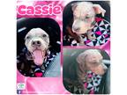Adopt Cassie a Gray/Silver/Salt & Pepper - with White American Staffordshire