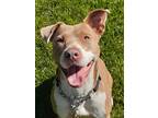 Adopt Polly a Tan/Yellow/Fawn - with White Mixed Breed (Medium) / Staffordshire