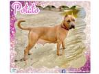 Adopt Potato a Brown/Chocolate - with White American Staffordshire Terrier /