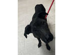Adopt Chupa a Black Retriever (Unknown Type) / Mixed dog in Gulfport