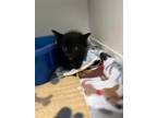 Adopt Snuggles a All Black Domestic Shorthair / Domestic Shorthair / Mixed cat