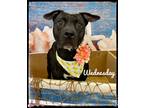 Adopt Wednesday a Black - with White Mixed Breed (Medium) / Mixed dog in Flint