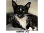 Adopt Spot a All Black Domestic Shorthair / Domestic Shorthair / Mixed cat in