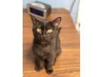 Adopt Arizona a All Black Domestic Shorthair / Domestic Shorthair / Mixed cat in