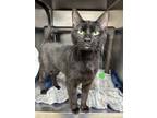 Adopt Susan a All Black Domestic Shorthair / Domestic Shorthair / Mixed cat in