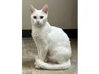 Adopt Zena a White Domestic Shorthair / Domestic Shorthair / Mixed cat in