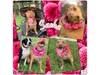 Adopt Sasha a Red/Golden/Orange/Chestnut - with White American Pit Bull Terrier