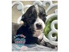 Adopt Chloe Litter a Black Jack Russell Terrier / Whippet / Mixed dog in