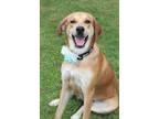 Adopt IVIEY a Tan/Yellow/Fawn - with White Labrador Retriever / Bloodhound /