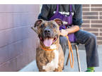 Adopt Cameron a Brown/Chocolate Mixed Breed (Large) / Mixed dog in Chamblee
