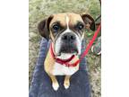 Adopt Isolde a Tan/Yellow/Fawn - with White Boxer / Mixed dog in Austin