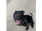 Adopt Wall-E a Black American Staffordshire Terrier / Mixed dog in Brunswick
