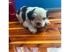 Shih Tzu Puppy for sale in Lutz, FL, USA