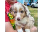 Australian Shepherd Puppy for sale in Saint Augustine, FL, USA