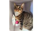 Adopt Winona a Domestic Shorthair / Mixed cat in Bolivar, MO (38841990)