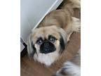 Adopt Bodie (read posting) a Black - with Tan, Yellow or Fawn Pekingese / Mixed