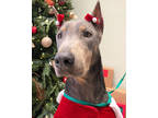 Adopt Luna a Gray/Blue/Silver/Salt & Pepper Doberman Pinscher / Mixed dog in