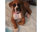 Boxer Puppy for sale in Summerville, SC, USA