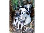 Adopt Collie & Lab Pups a Tan/Yellow/Fawn - with White Collie / Labrador