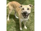 Adopt Titan a Tan/Yellow/Fawn Mixed Breed (Large) / Mixed dog in Dallas