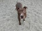 Adopt Quinn a Brown/Chocolate Pit Bull Terrier / Mixed Breed (Large) / Mixed dog