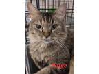 Adopt Paige a Tiger Striped Domestic Mediumhair (medium coat) cat in Colfax