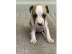 Adopt Prima a Tan/Yellow/Fawn - with White American Staffordshire Terrier /