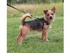 Adopt Juno a Black - with Tan, Yellow or Fawn Terrier (Unknown Type