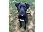Adopt Ryder a Black Mixed Breed (Large) / Mixed dog in Dubuque, IA (38843602)