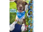 Adopt Copter a Brown/Chocolate American Staffordshire Terrier / Mixed Breed