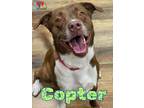Adopt Copter a Brown/Chocolate American Staffordshire Terrier / Mixed dog in
