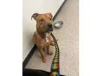 Adopt Bernie a Brown/Chocolate American Pit Bull Terrier / Mixed dog in Raeford