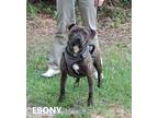 Adopt Ebony a Brindle - with White Staffordshire Bull Terrier / Mixed dog in