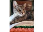 Adopt Vinnie a Gray, Blue or Silver Tabby Domestic Shorthair (short coat) cat in