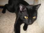 Adopt Fergie a Black (Mostly) Domestic Shorthair (short coat) cat in Norristown